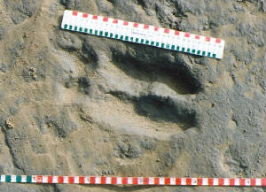 07__Aurochs_hoofprint___Distal_sesamoid_bone_impression.jpg